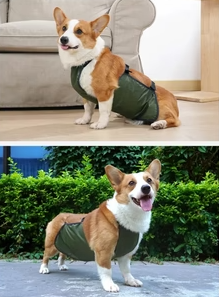 Fascia Addominale Impermeabile per Cani – Traspirante e Regolabile